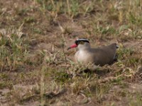 Crowned Lapwing (Vanellus coronatus)