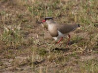 Crowned Lapwing (Vanellus coronatus)