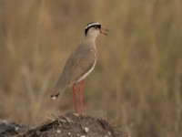 Crowned Lapwing (Vanellus coronatus)
