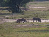 Common Warthog (Phacochoerus africanus)