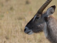 Waterbuck (Kobus ellipsiprymnus)