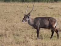 Waterbuck (Kobus ellipsiprymnus)