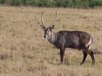 Waterbuck (Kobus ellipsiprymnus)