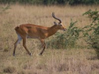 Ugandan Kob (Kobus kob thomasi)