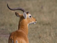 Ugandan Kob (Kobus kob thomasi)