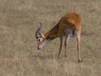 Ugandan Kob (Kobus kob thomasi)