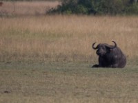 African Buffalo (Syncerus caffer)