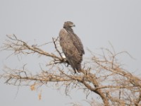 Martial Eagle (Polemaetus bellicosus)