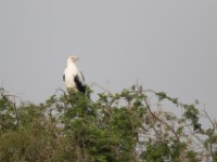 Palm-nut Vulture (Gypohierax angolensis)