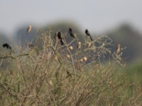 White-winged Widowbird (Euplectes albonotatus)