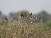 White-winged Widowbird (Euplectes albonotatus)