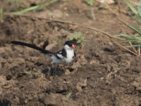 Pin-tailed Whydah (Vidua macroura)