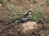 Pin-tailed Whydah (Vidua macroura)