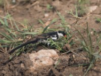 Pin-tailed Whydah (Vidua macroura)