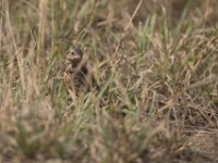 Flappet Lark (Mirafra rufocinnamomea)