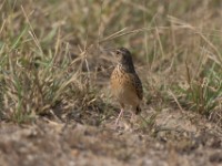 Flappet Lark (Mirafra rufocinnamomea)
