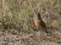 Flappet Lark (Mirafra rufocinnamomea)