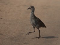 African Crake (Crex egregia)