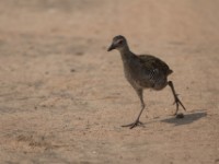 African Crake (Crex egregia)