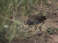 African Crake (Crex egregia)