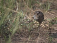 African Crake (Crex egregia)
