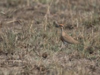 Temminck's Courser (Cursorius temminckii)