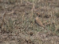 Temminck's Courser (Cursorius temminckii)