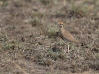 Temminck's Courser (Cursorius temminckii)