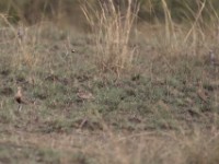 Temminck's Courser (Cursorius temminckii)