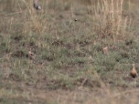 Temminck's Courser (Cursorius temminckii)