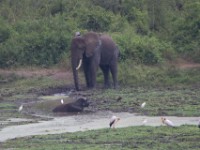 African Elephant (Loxodonta africana)
