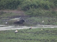 African Buffalo (Syncerus caffer)