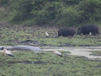 Giant Forest Hog (Hylochoerus meinertzhageni)