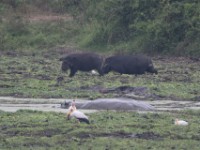 Giant Forest Hog (Hylochoerus meinertzhageni)
