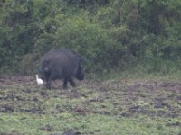 Giant Forest Hog (Hylochoerus meinertzhageni)