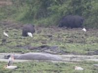 Giant Forest Hog (Hylochoerus meinertzhageni)