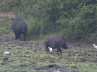 Giant Forest Hog (Hylochoerus meinertzhageni)