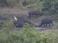 Giant Forest Hog (Hylochoerus meinertzhageni)
