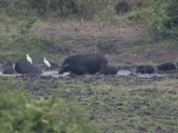 Giant Forest Hog (Hylochoerus meinertzhageni)