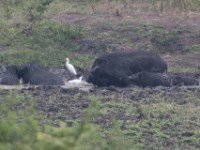 Giant Forest Hog (Hylochoerus meinertzhageni)