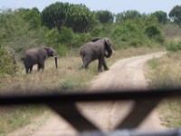 African Elephant (Loxodonta africana)