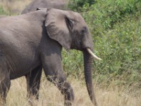 African Elephant (Loxodonta africana)