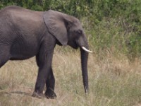 African Elephant (Loxodonta africana)