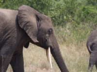 African Elephant (Loxodonta africana)