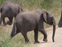 African Elephant (Loxodonta africana)