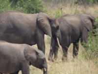 African Elephant (Loxodonta africana)