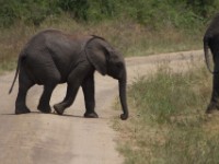African Elephant (Loxodonta africana)