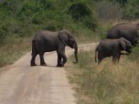 African Elephant (Loxodonta africana)