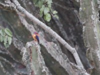 African Pygmy Kingfisher (Ispidina picta)