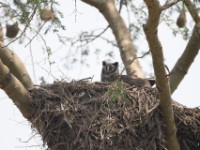 Verreaux's Eagle-Owl (Bubo lacteus)